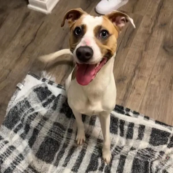 A young medium-sized female Black Mixed Breed dog named Ava and Esther for adoption in Houston, TX