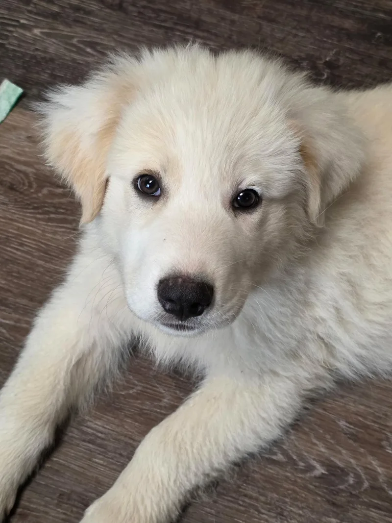 A baby large-sized male Great Pyrenees dog named Indiana for adoption in Garland, TX