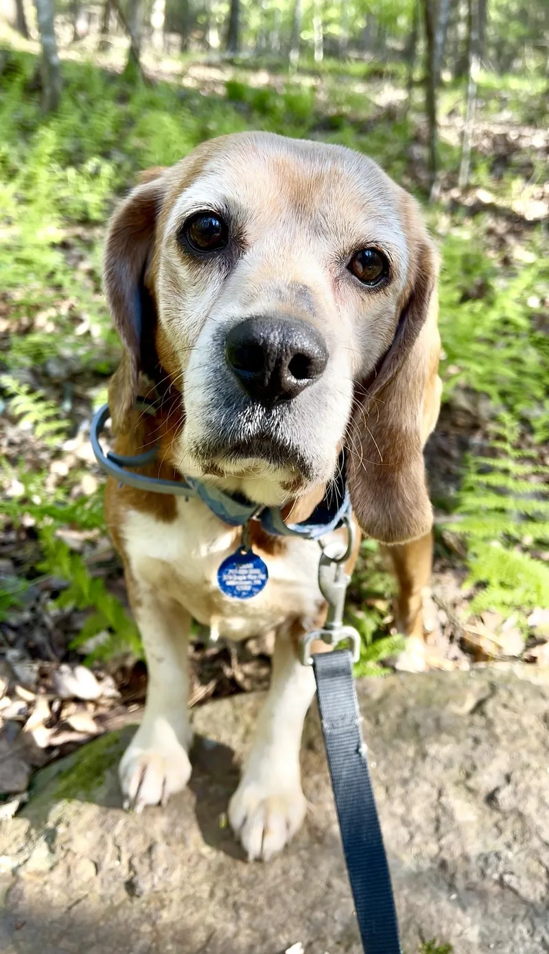 A senior medium-sized male Tricolor (Brown, Black, & White) Beagle dog named Kale for adoption in Millerstown, PA