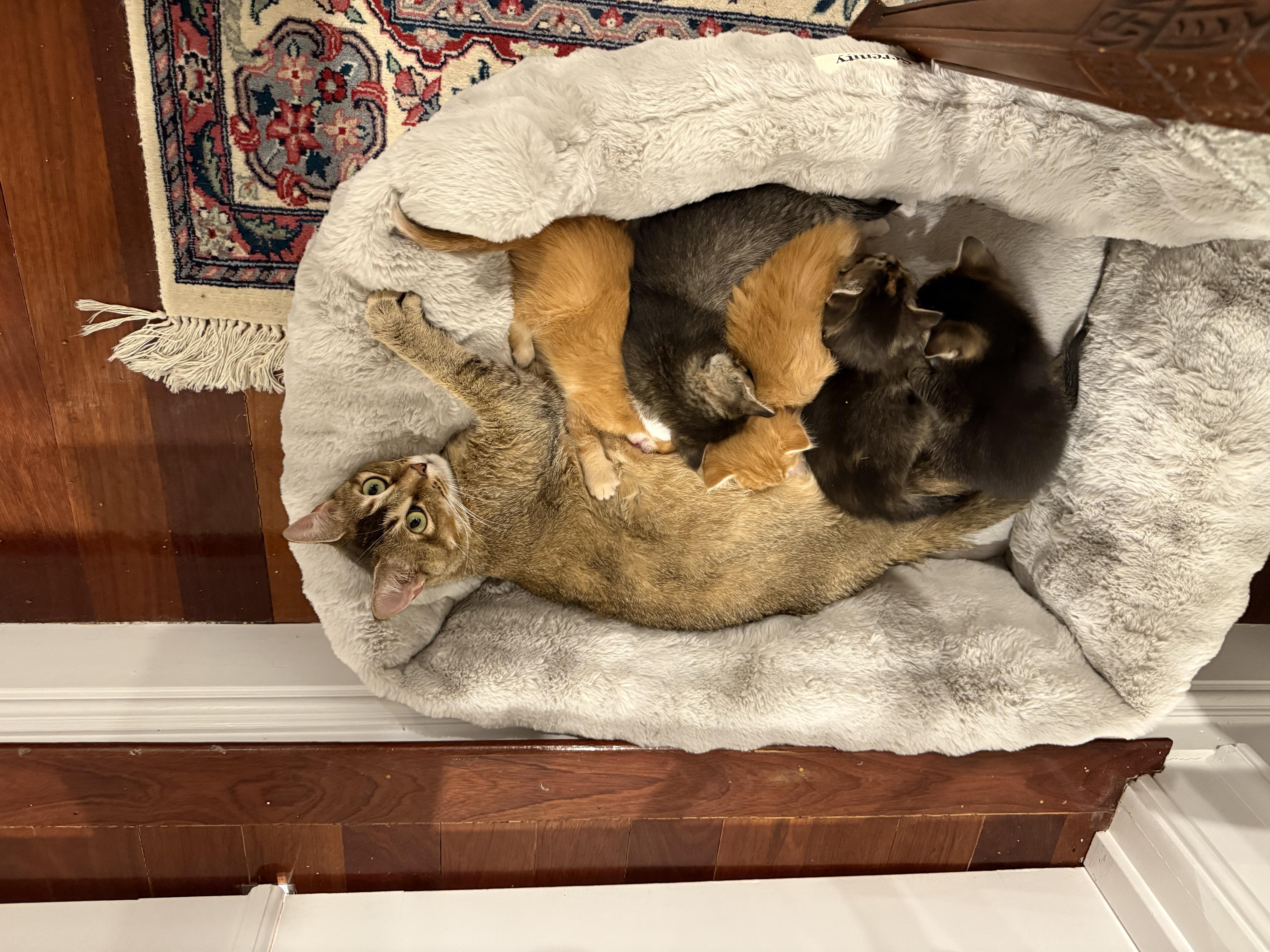 Marigold & Marmalade thumbnail 2