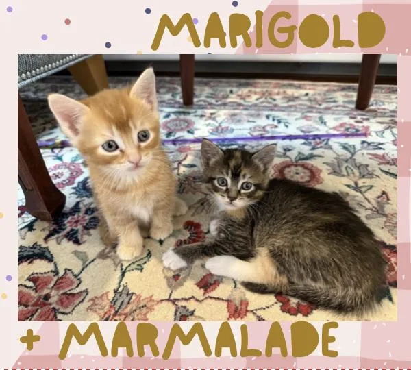 Marigold & Marmalade