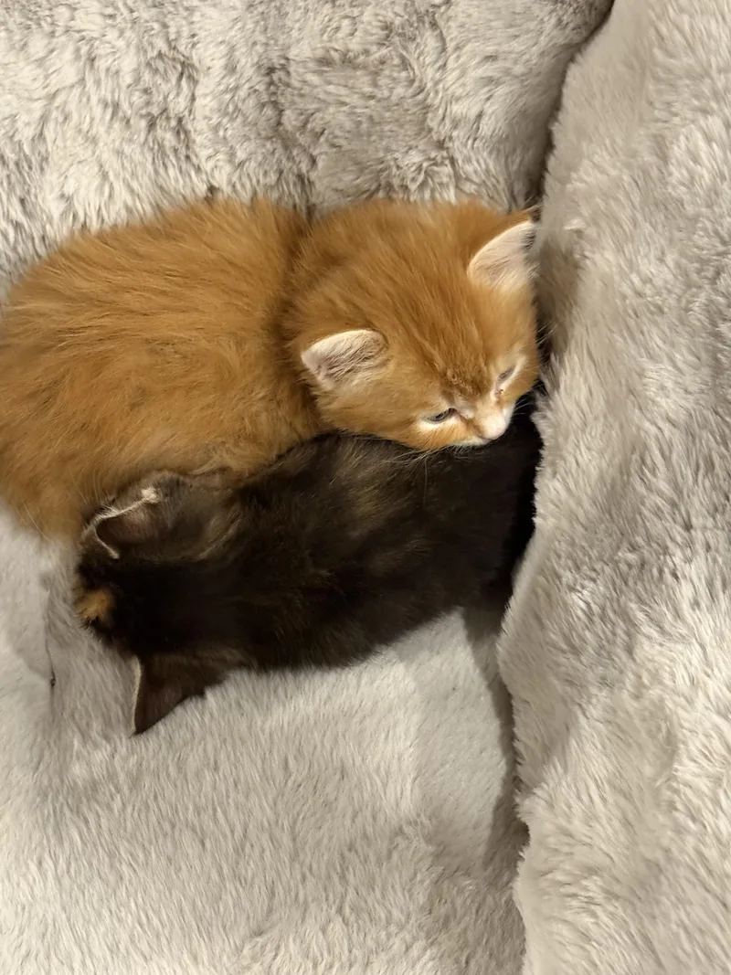 Marigold & Marmalade thumbnail 3