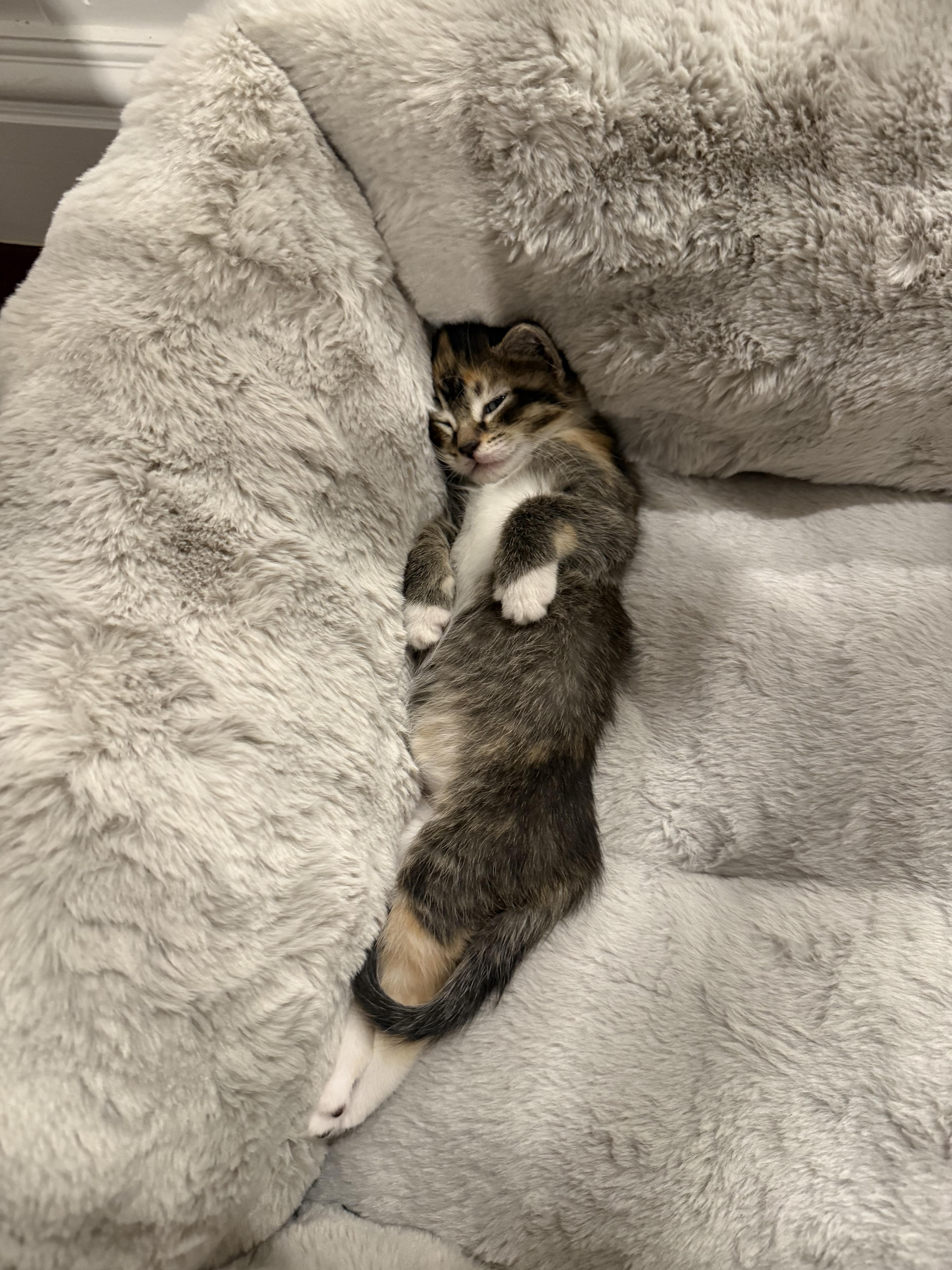 Marigold & Marmalade thumbnail 4