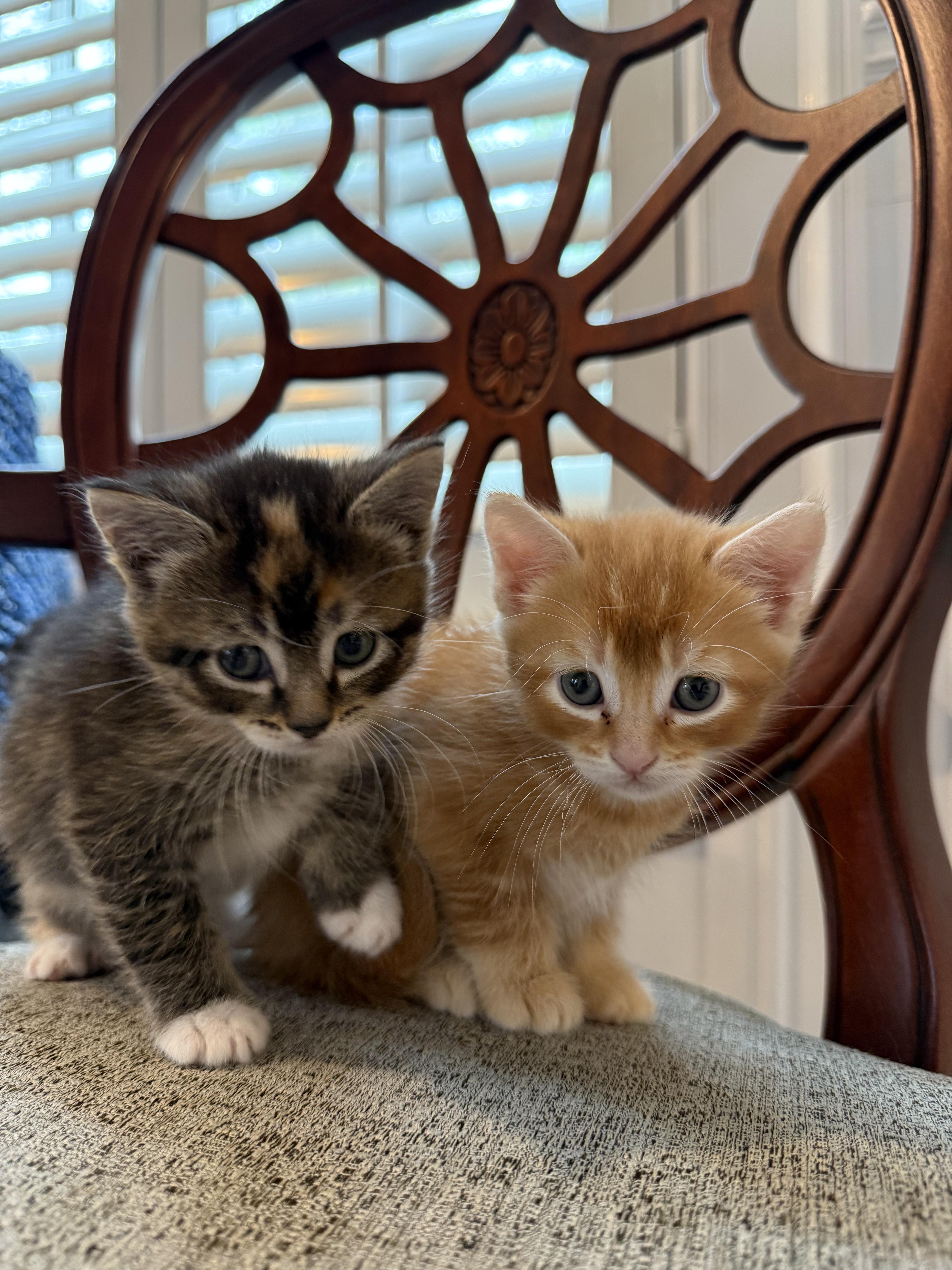 Marigold & Marmalade thumbnail 5