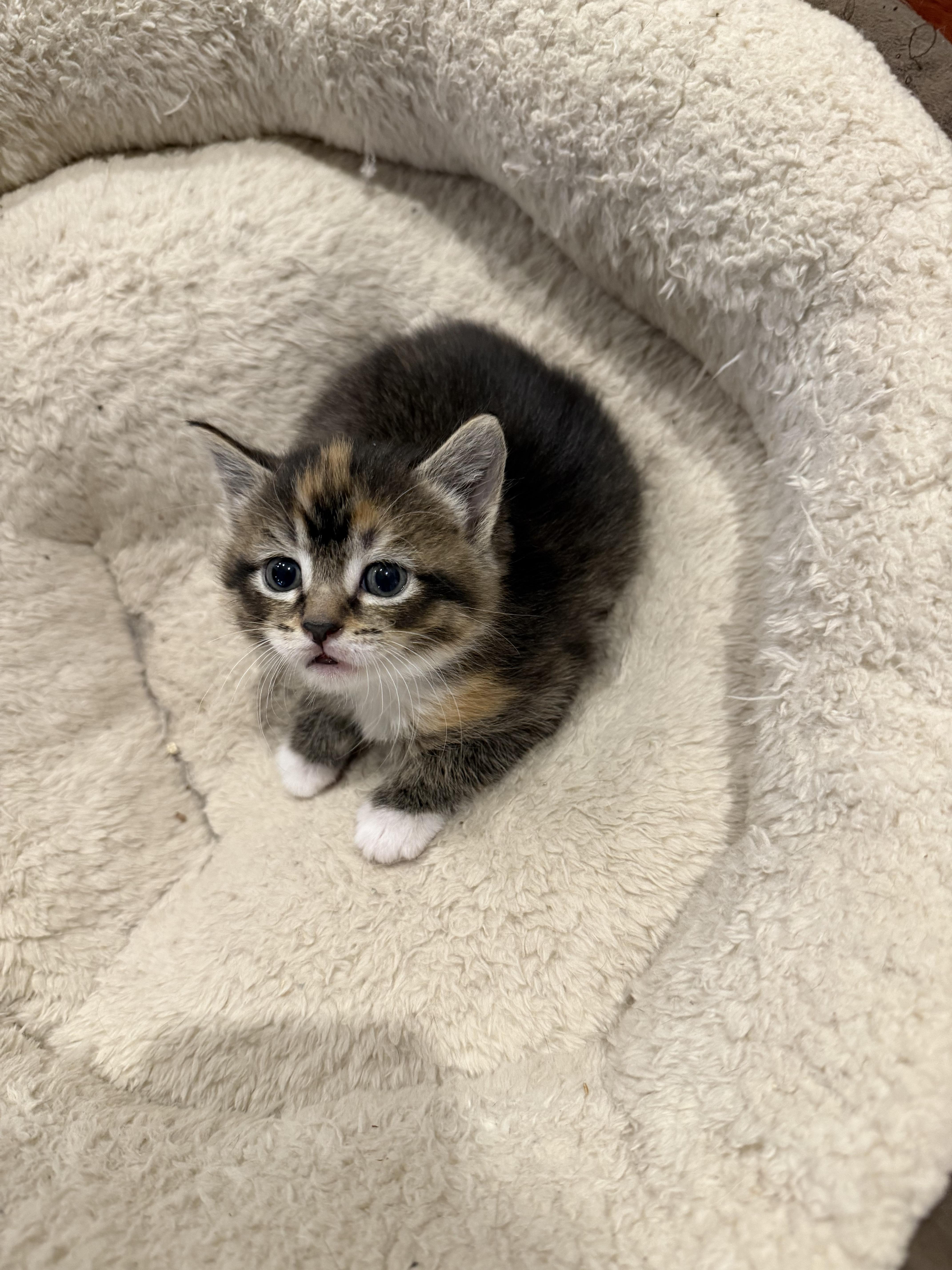 Marigold & Marmalade thumbnail 6