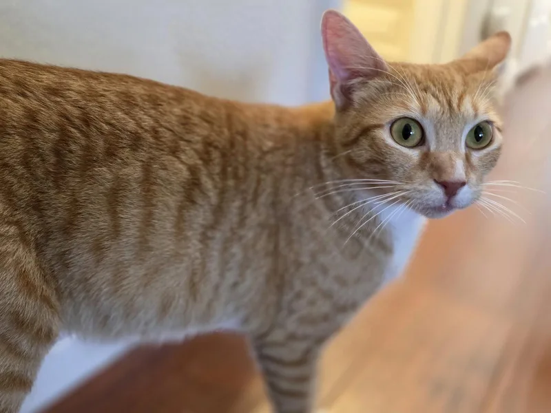 An adult small-sized female Orange & White Domestic Short Hair cat named Harmony for adoption in Mission Viejo, CA