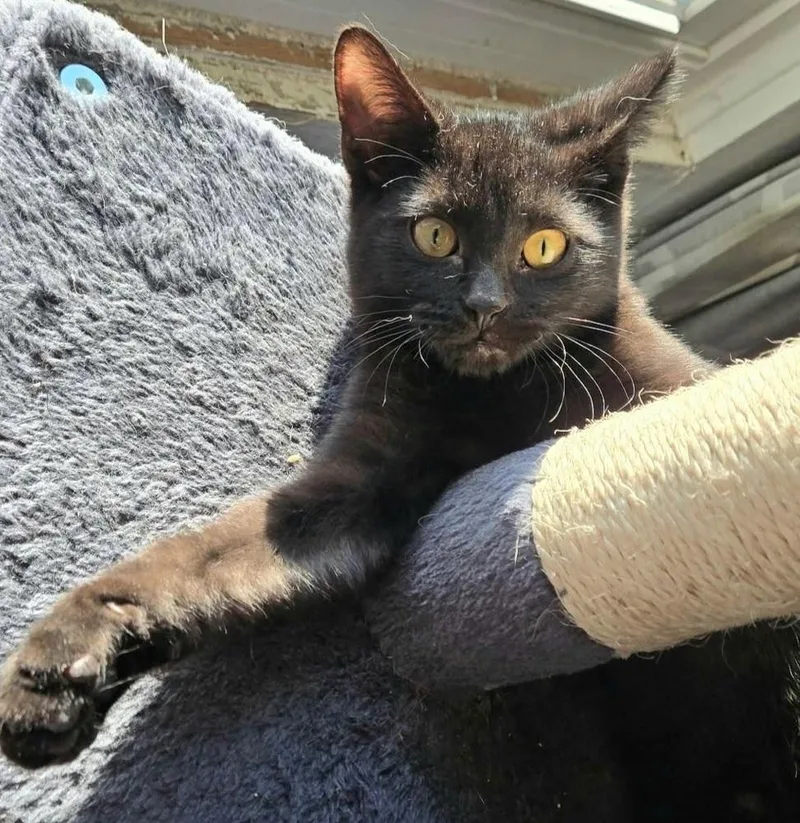 A baby small-sized male Black Domestic Short Hair cat named Raisin for adoption in Chicago, IL