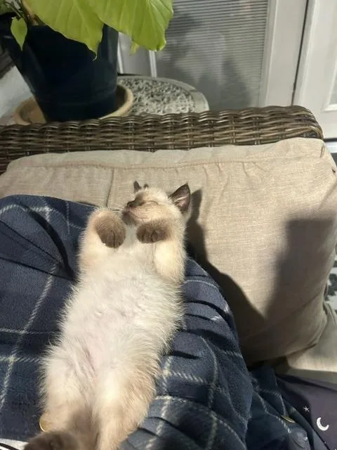 A baby medium-sized male Cream / Ivory Birman cat named Tugboat for adoption in Santa Cruz, CA