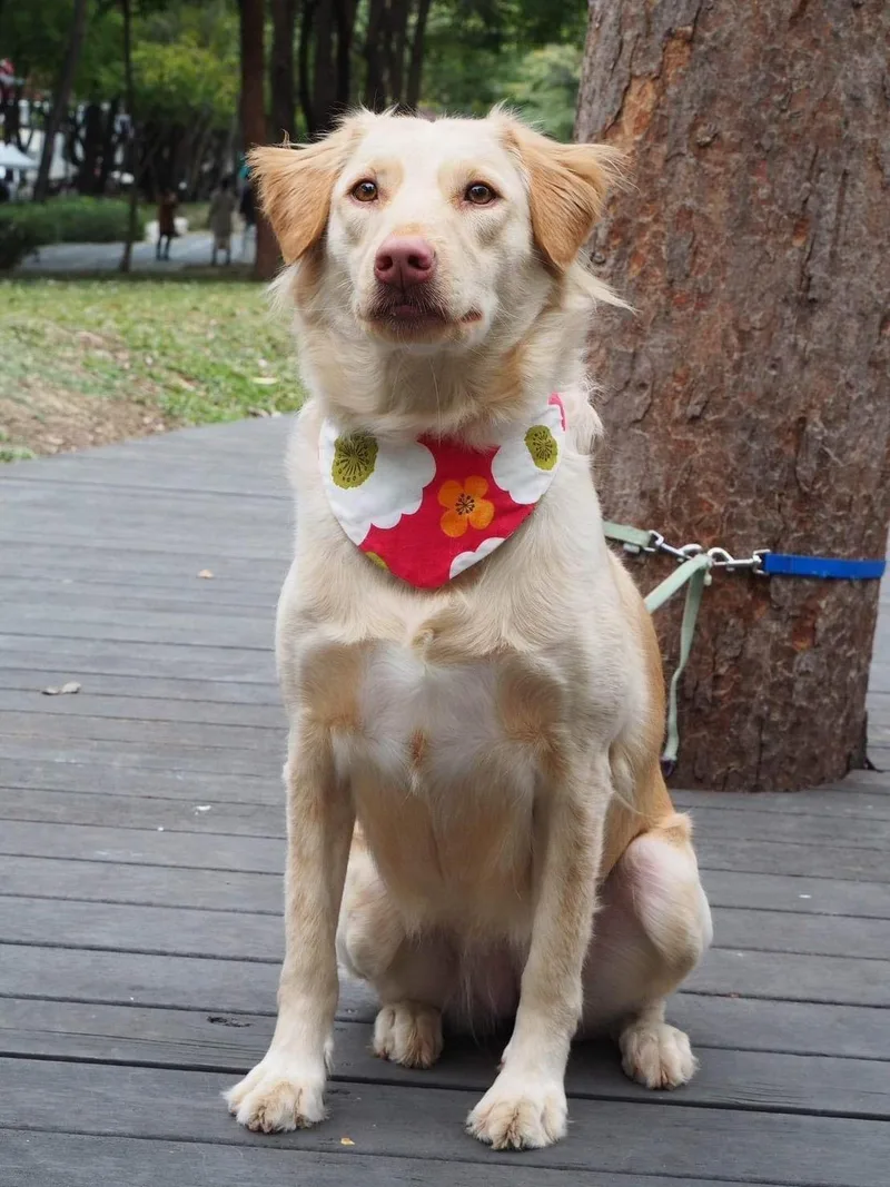 A young medium-sized female Golden Labrador Retriever dog named Molly for adoption in San Mateo, CA
