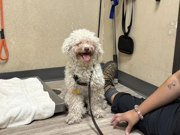 An adult small-sized female Poodle dog named Chica for adoption in Oceanside, CA