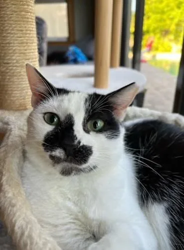 Vatsayla thumbnail 2