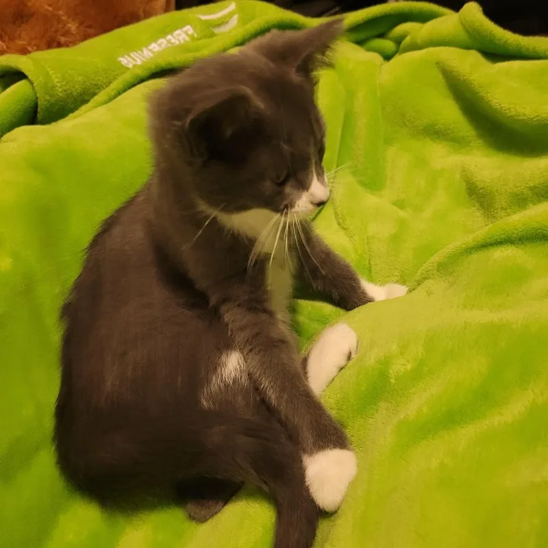 A baby small-sized female Gray / Blue / Silver Domestic Short Hair cat named Rose C for adoption in Princeton, MN