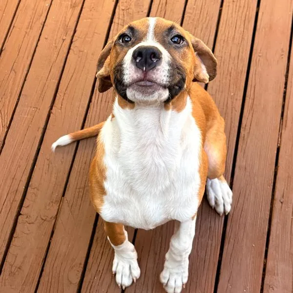 A young small-sized female Terrier dog named Bella for adoption in Des Moines, IA