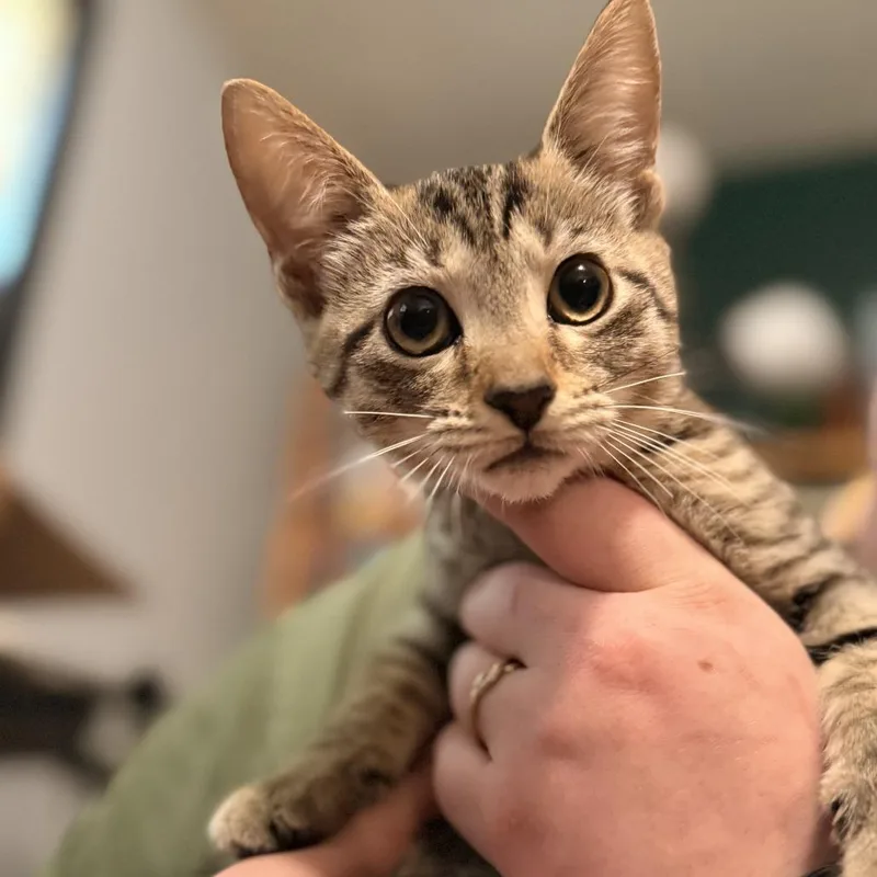 A baby small-sized female Domestic Short Hair cat named Wednesday Addams for adoption in Delaware, OH