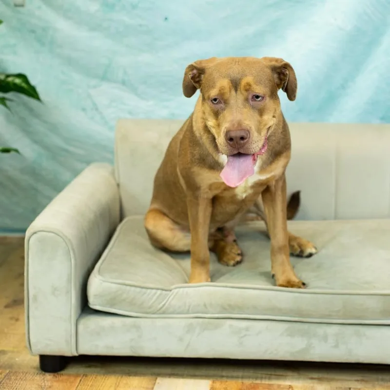 A young medium-sized male Red / Chestnut / Orange Pit Bull Terrier dog named Briar for adoption in East Saint Louis, IL