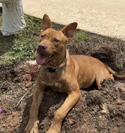A baby large-sized male Pit Bull Terrier dog named Red for adoption in Cumming, GA