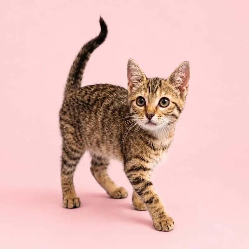 A baby small-sized female Brown / Chocolate Domestic Short Hair cat named Angelica for adoption in Rocky Mount, VA