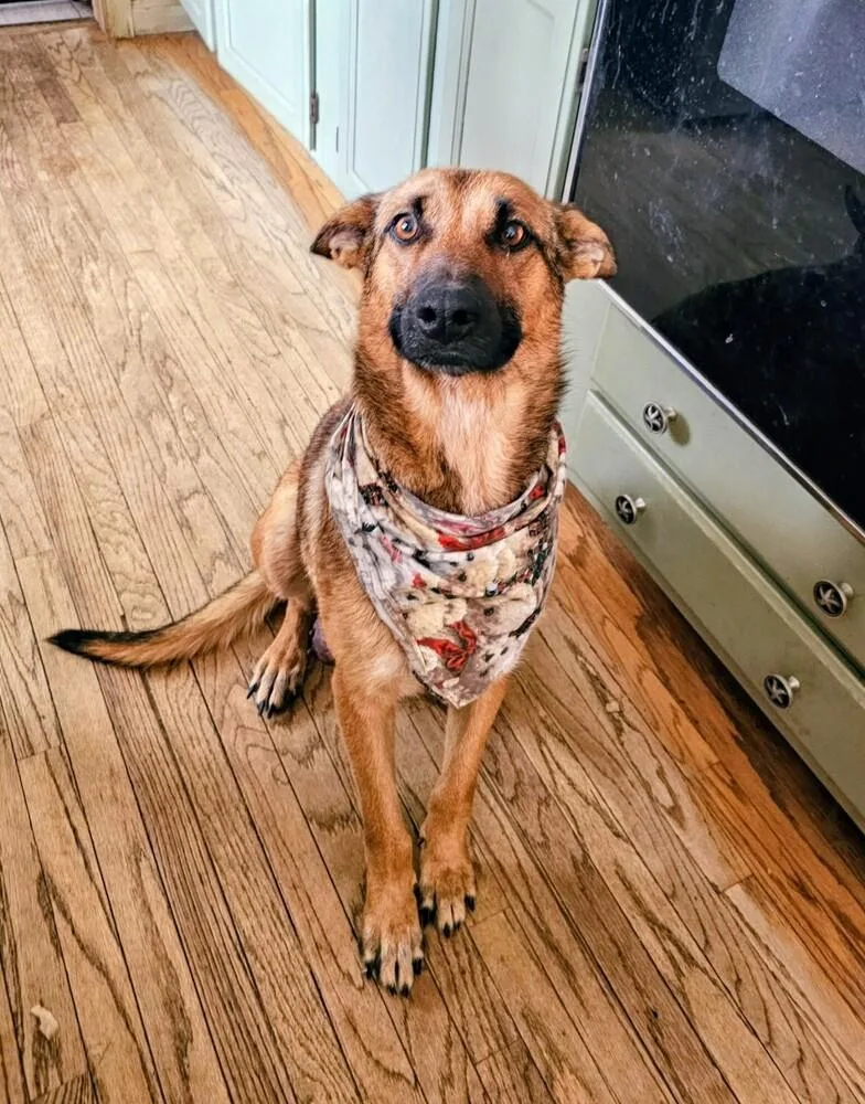 An adult medium-sized female German Shepherd Dog dog named Maple for adoption in Evergreen, CO