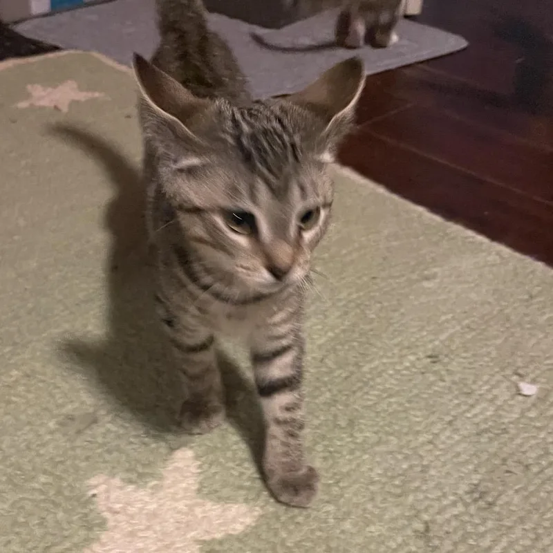 A baby small-sized male Brown / Chocolate Domestic Short Hair cat named Fred for adoption in Springboro, OH
