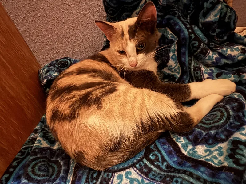 A young medium-sized female Dilute Calico American Shorthair cat named Pebbles for adoption in Mountain Home, AR