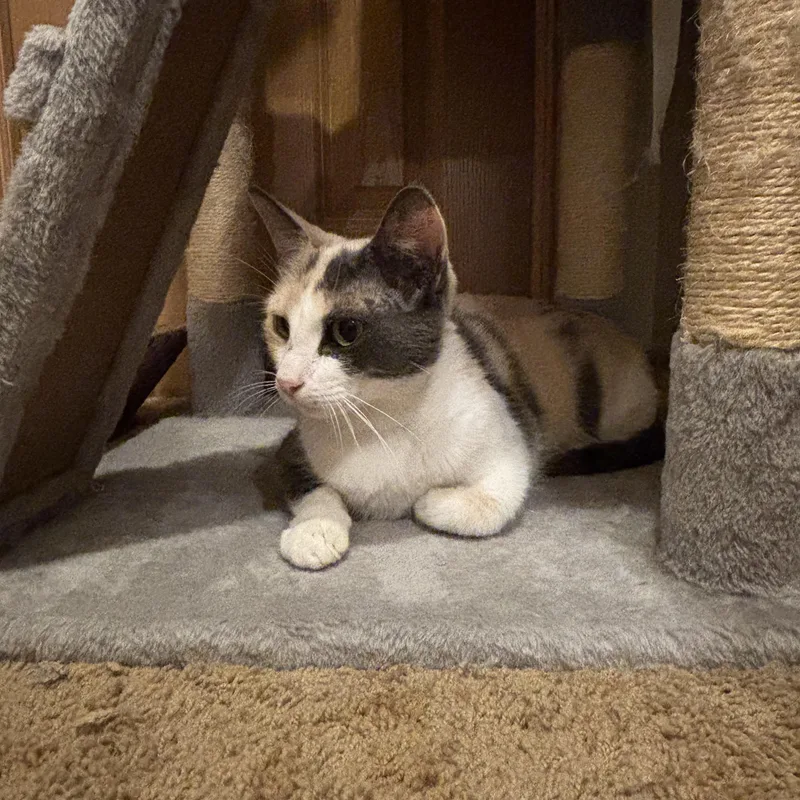 Pebbles thumbnail 3