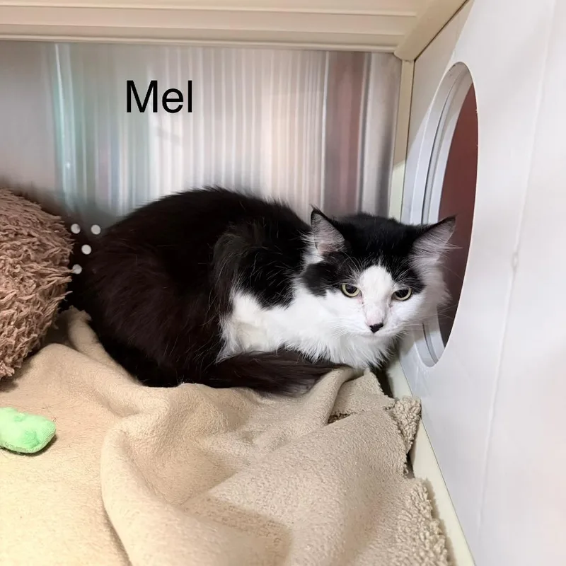 Mel