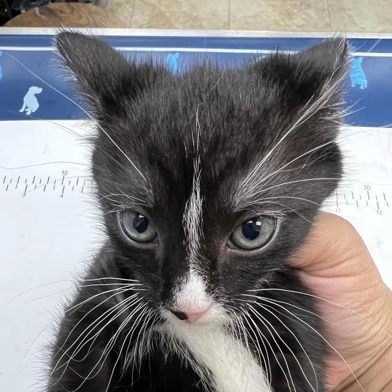 A baby small-sized female Black Domestic Short Hair cat named Nell for adoption in Galveston, TX