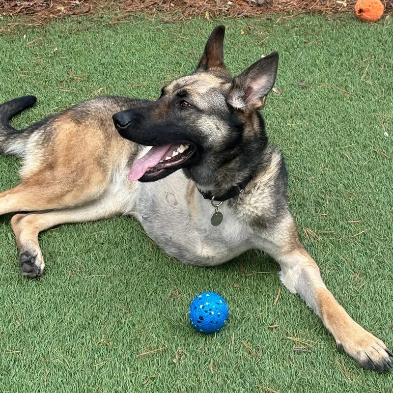 An adult medium-sized female Brown / Chocolate German Shepherd Dog dog named Hera for adoption in Oak Park, IL