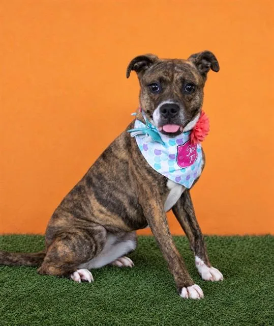 An adult medium-sized female Terrier dog named Nala for adoption in Miami, FL