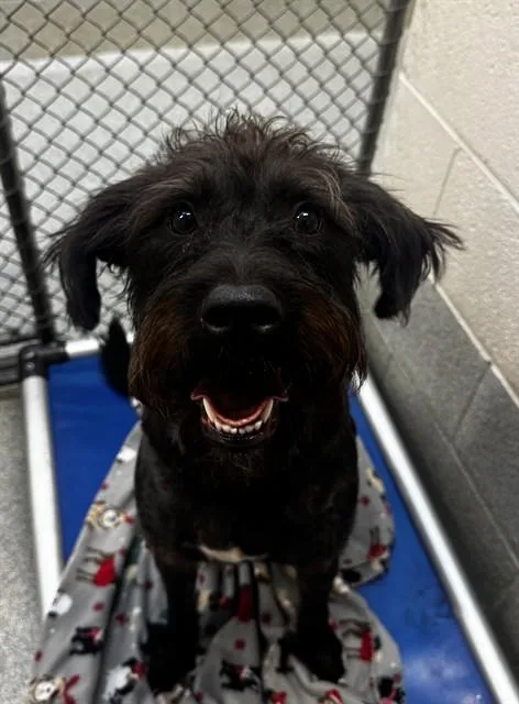 A young medium-sized female Labrador Retriever dog named Margarita for adoption in Statesville, NC