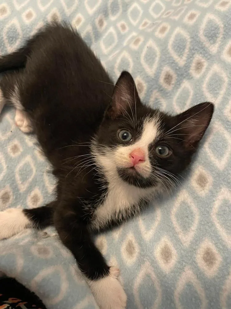 A baby small-sized male Black & White / Tuxedo Domestic Short Hair cat named Howie for adoption in Poplar Grove, IL