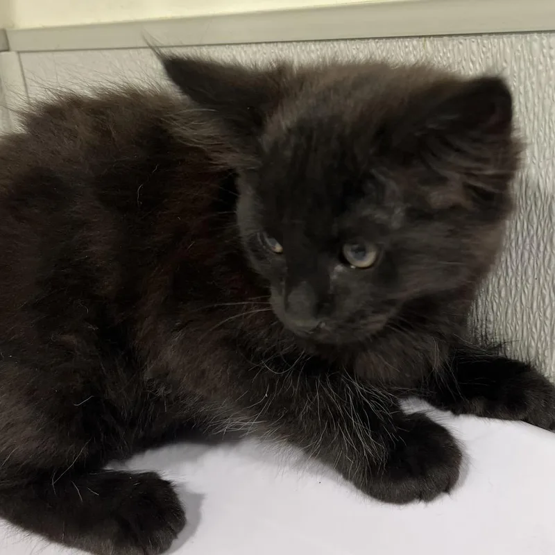 A baby small-sized male Black Domestic Short Hair cat named Munchkin for adoption in Tampa, FL
