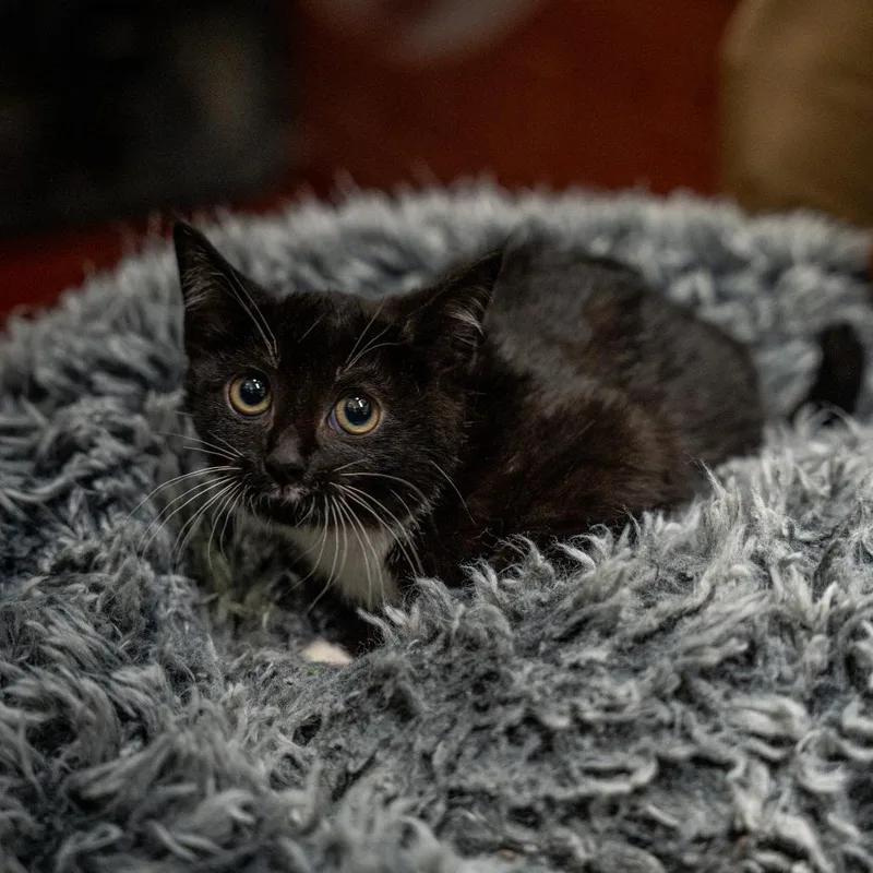 Peppermint Pattie