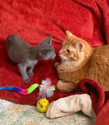 A baby small-sized female Domestic Short Hair cat named Pandy for adoption in Fort Worth, TX