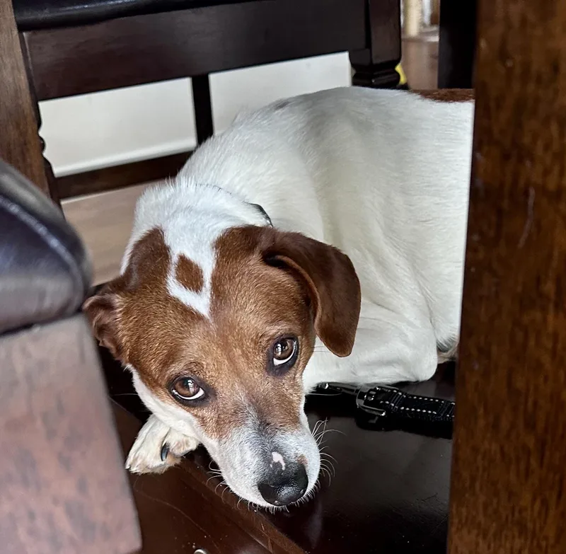 Dixie Poo thumbnail 2