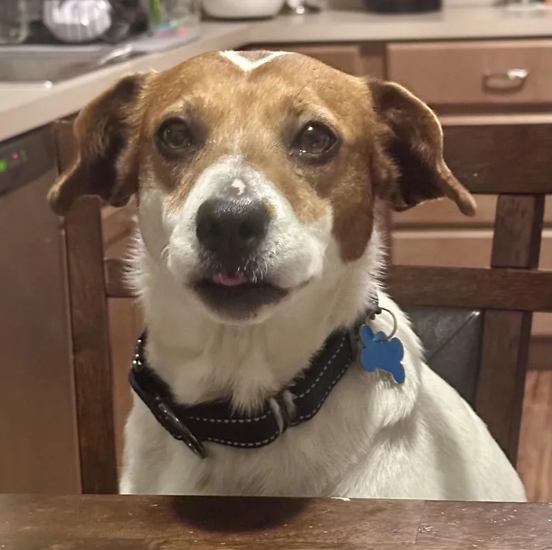 Dixie Poo thumbnail 3