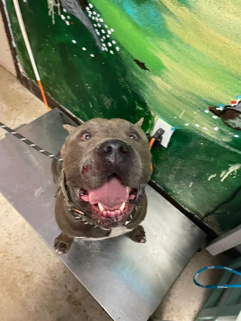A young extra large-sized male American Bulldog dog named Vader for adoption in New Braunfels, TX