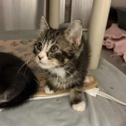 A young small-sized female Domestic Short Hair cat named Aphrodite for adoption in Dallas, TX