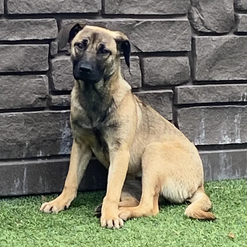 A young medium-sized female Brown / Chocolate Shepherd dog named Sierra for adoption in LOXAHATCHEE, FL