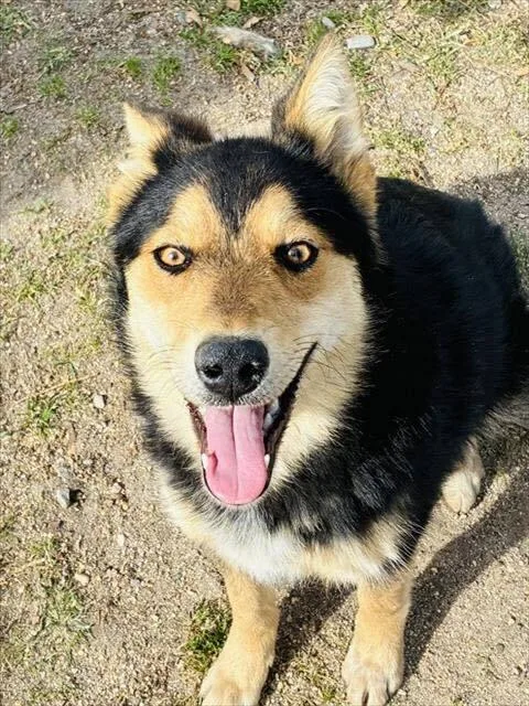 A young medium-sized female Tricolor (Brown, Black, & White) German Shepherd Dog dog named Lilah for adoption in Tigard, OR