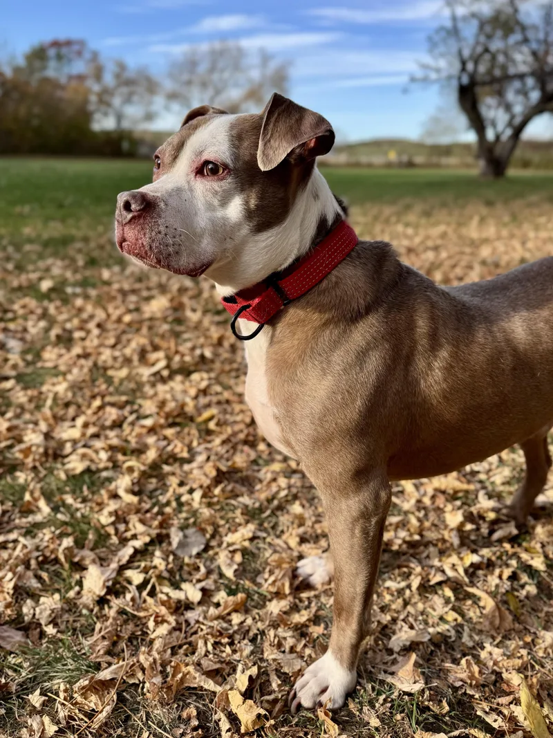 A senior medium-sized male Mixed Breed dog named Frank for adoption in Midland, MI