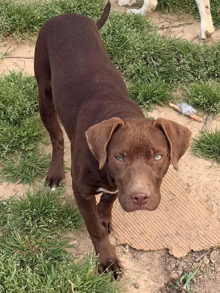 Siegfried thumbnail 3