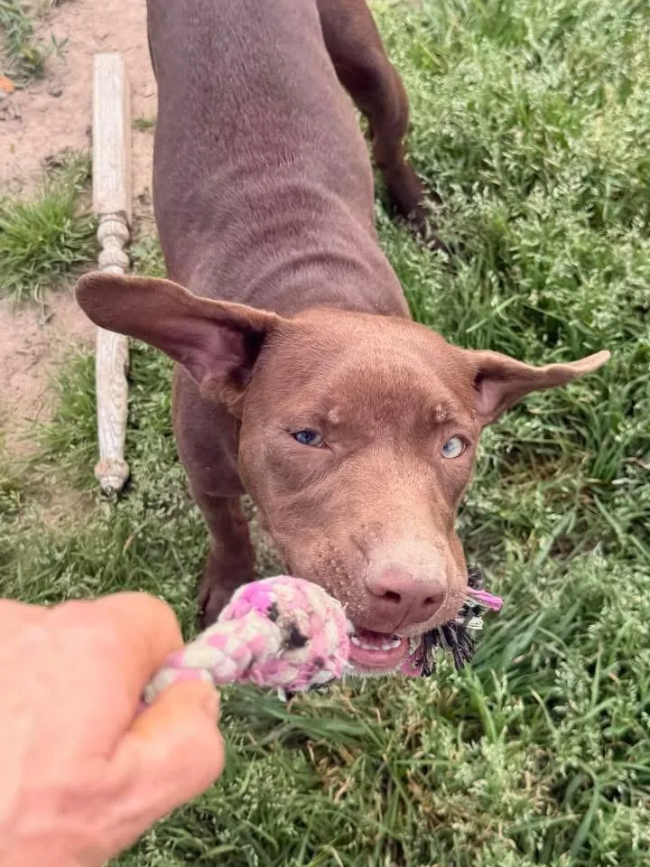 Siegfried thumbnail 4