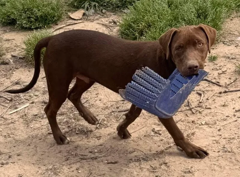 Siegfried thumbnail 5