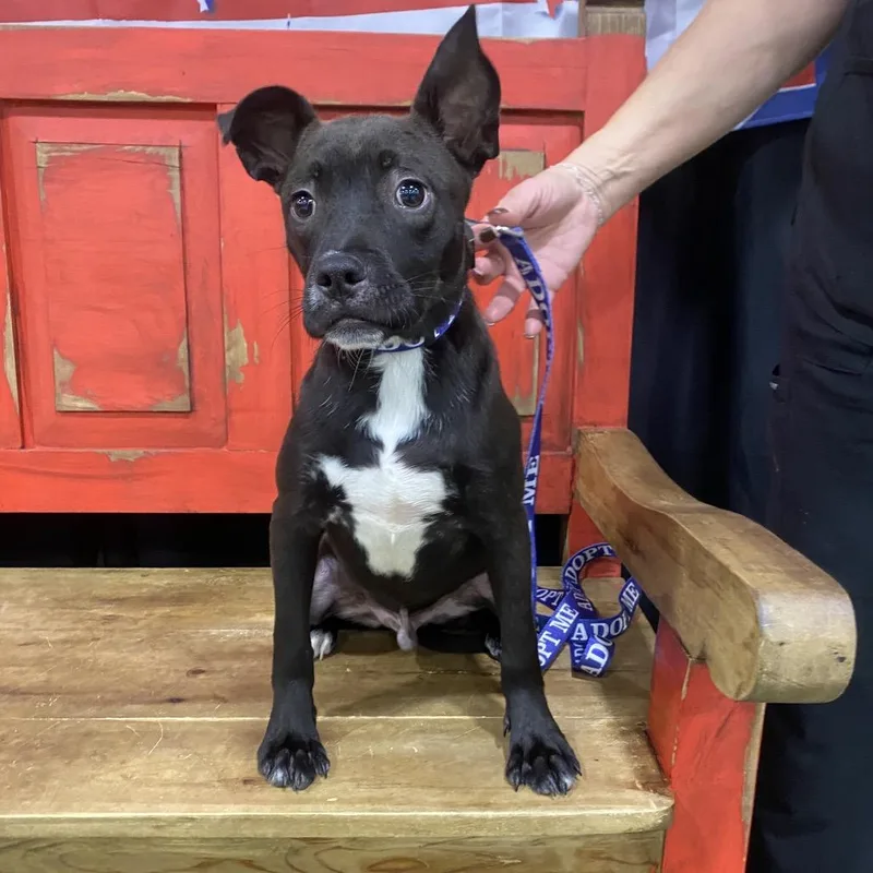 A young small-sized male Black Pit Bull Terrier dog named Fwt Titus for adoption in Midland, TX