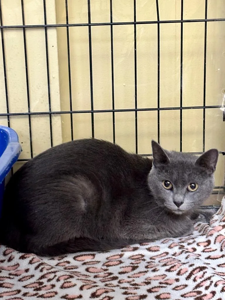 A young medium-sized female Domestic Short Hair cat named Winifred for adoption in Rice Lake, WI
