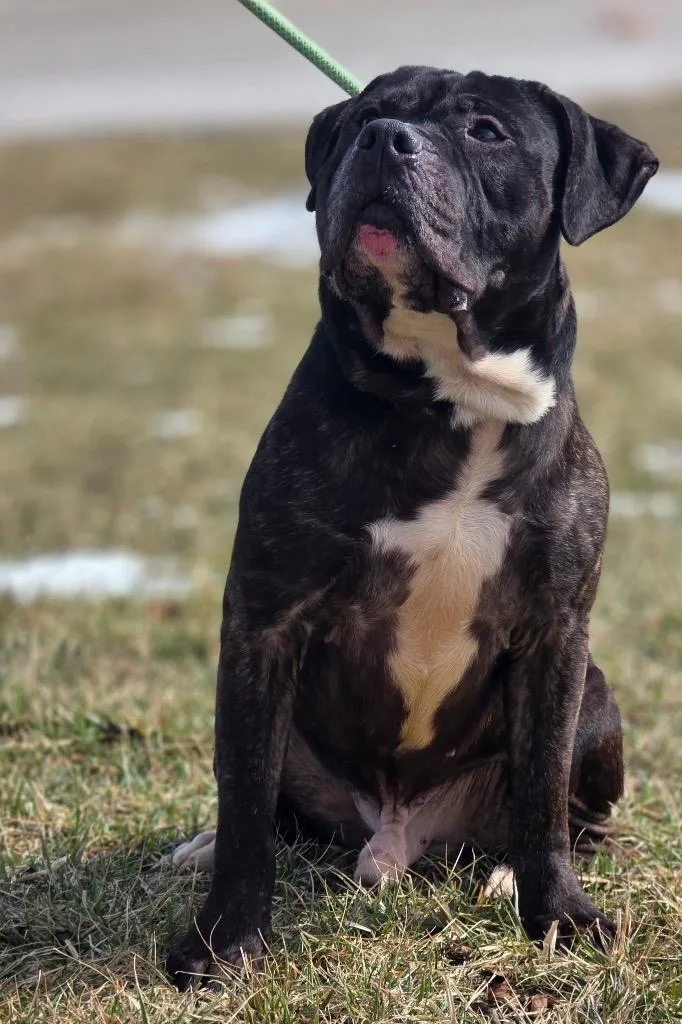 An adult medium-sized male Labrador Retriever dog named Harley for adoption in Huntington, IN