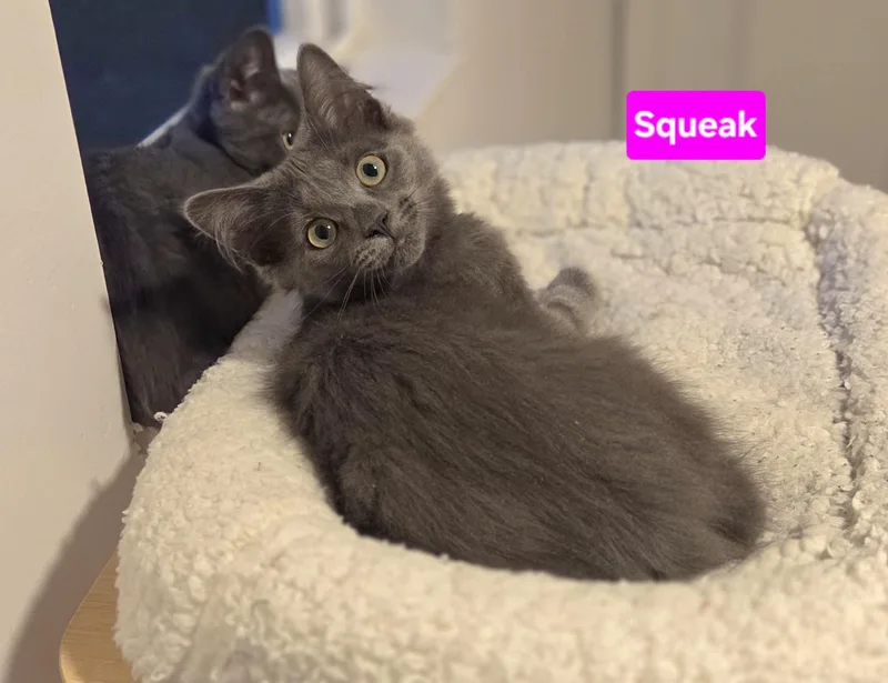 A baby small-sized female Gray / Blue / Silver Domestic Medium Hair cat named Squeak for adoption in Brighton, MI