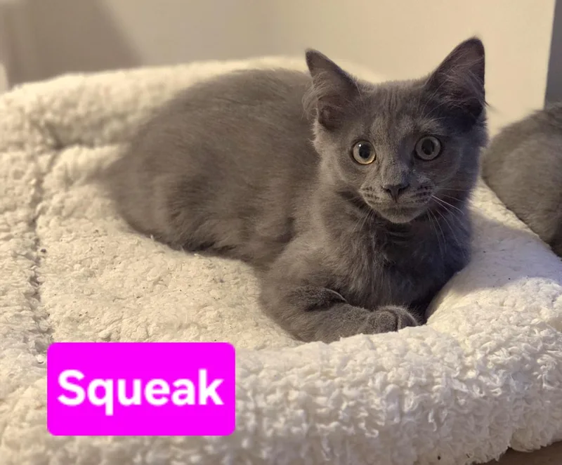 Squeak thumbnail 2