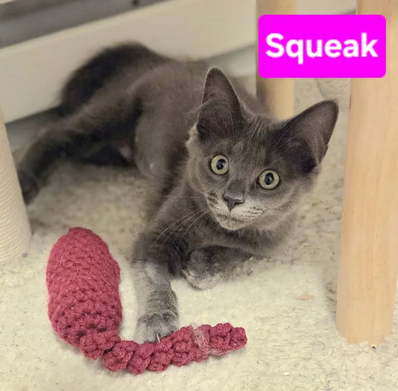 Squeak thumbnail 3